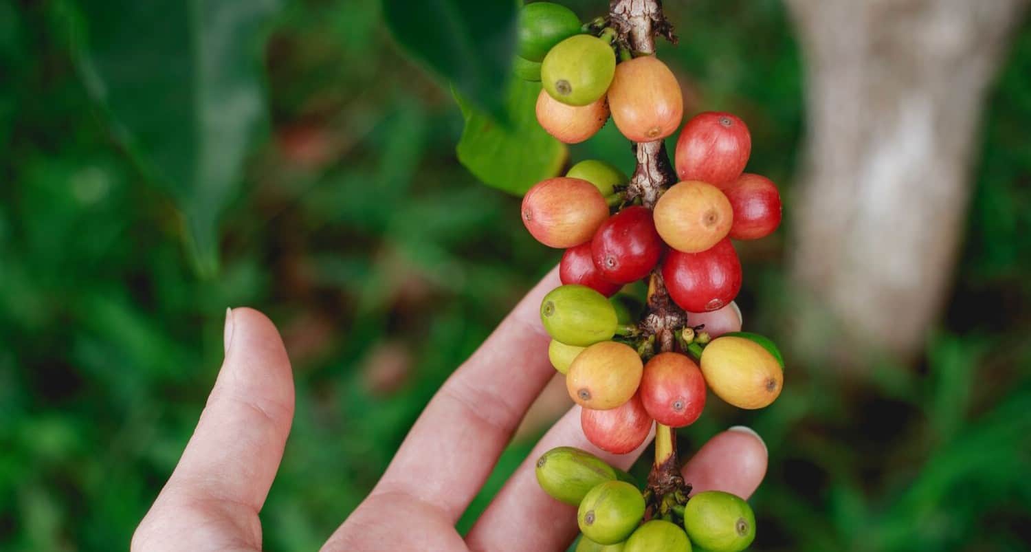 7 Best Flavoured Coffees 2022 Daily Espresso