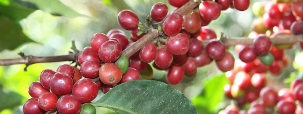 how to decaffeinate coffee