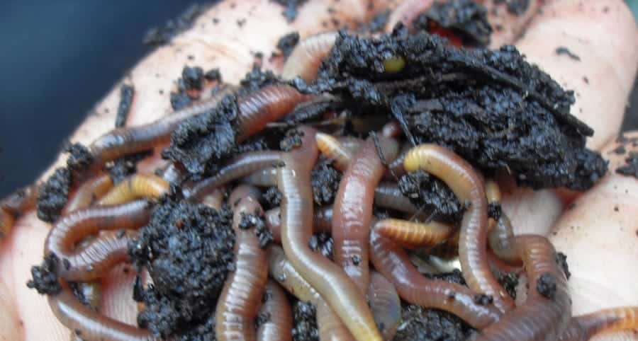 Coffee In Soil Attracts Worms