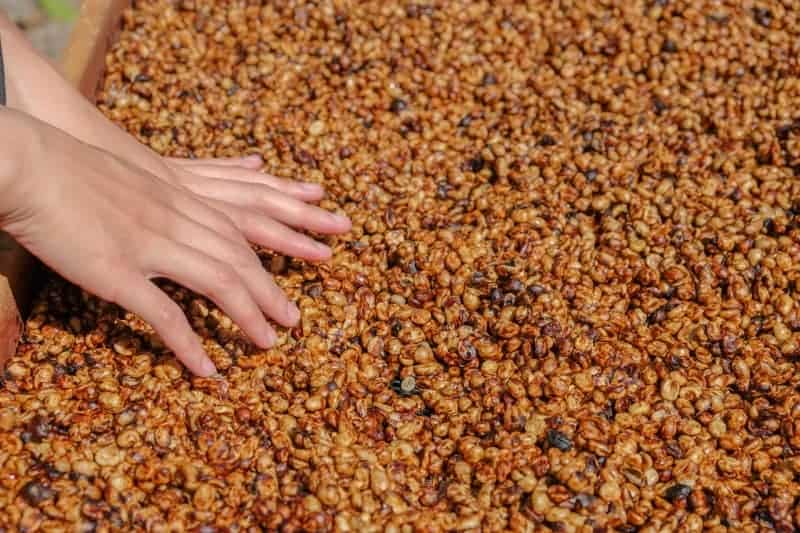 selecting coffee beans