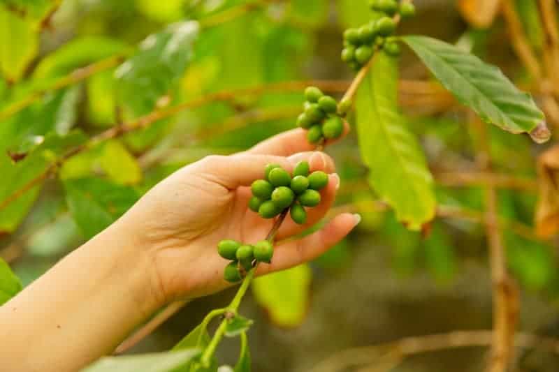 coffee bean picking