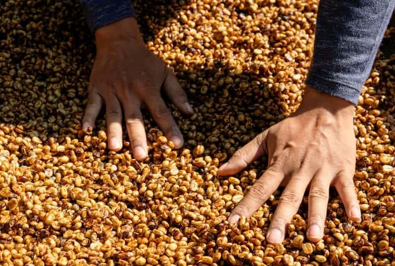 colombian coffee bean harvest