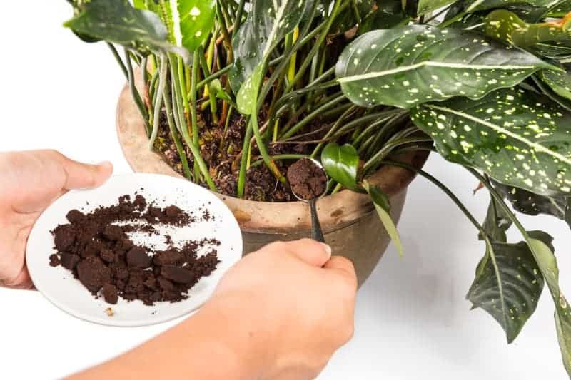 using coffee grounds